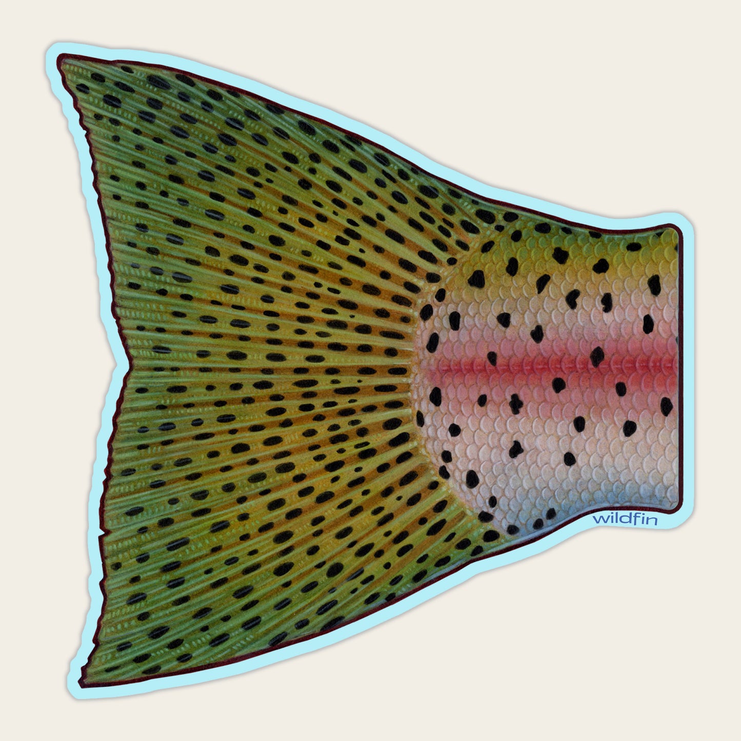 Rainbow Trout Tail Sticker