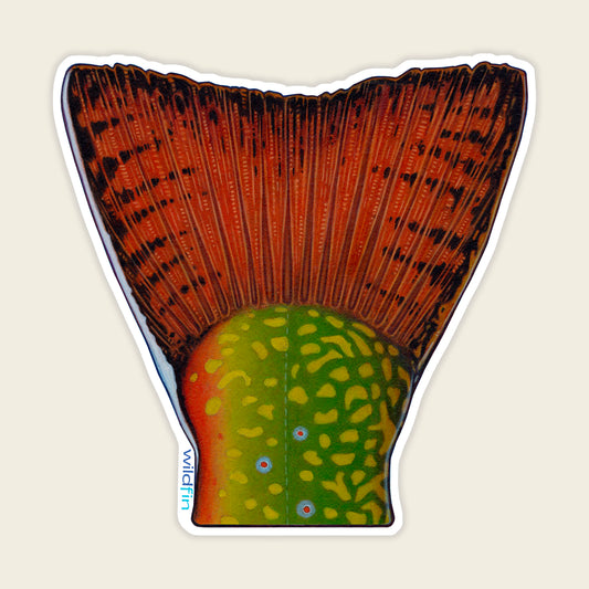 Brook Trout Tail Sticker