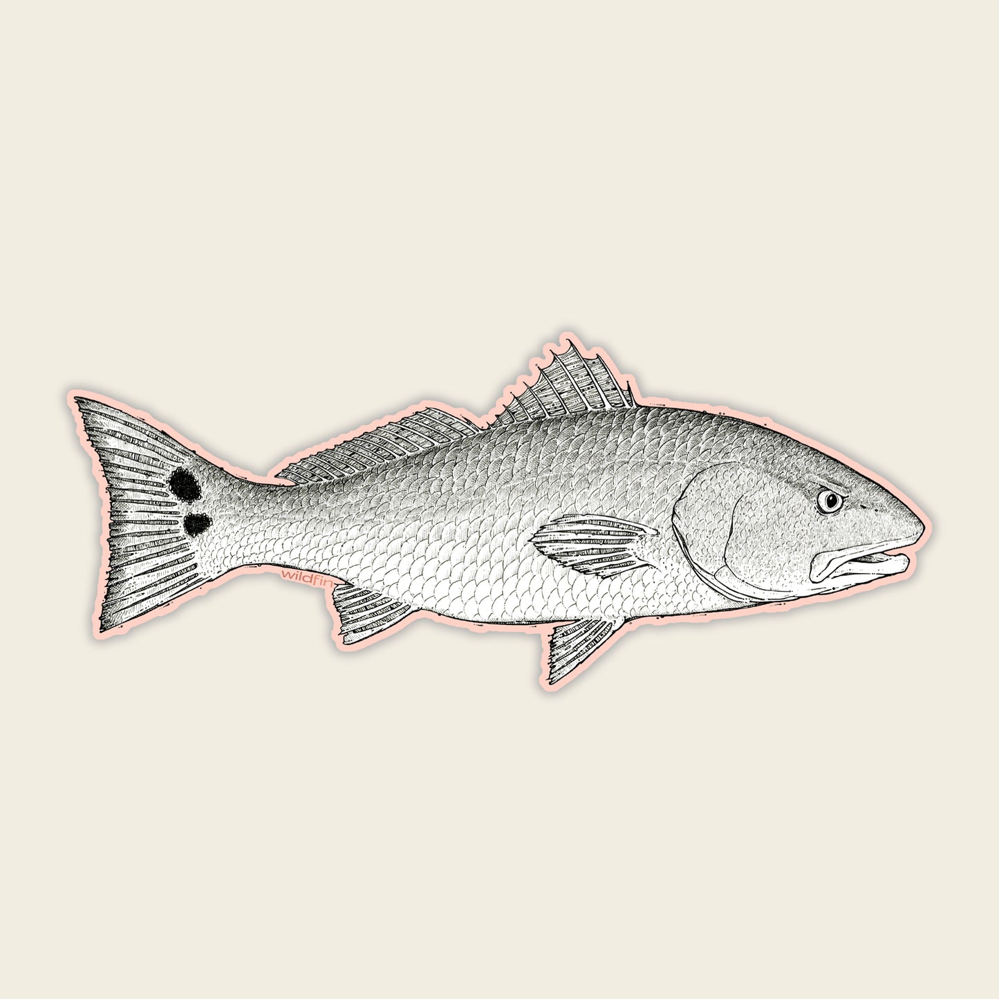 Baby Redfish Sticker
