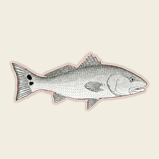 Baby Redfish Sticker