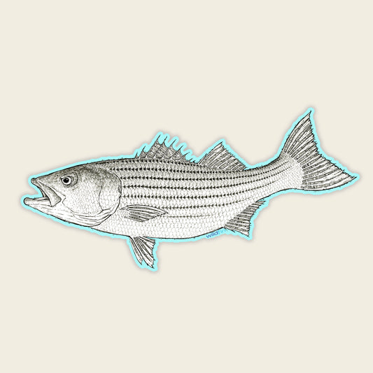 Baby Rockfish Sticker