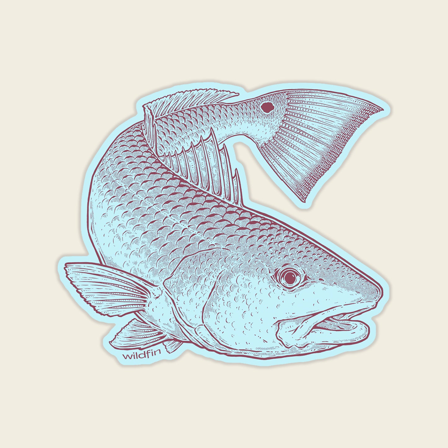 Little Turning Redfish Sticker