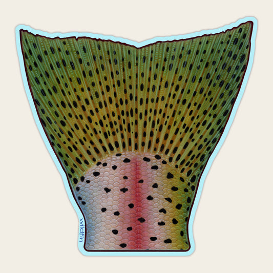 Rainbow Trout Tail Sticker