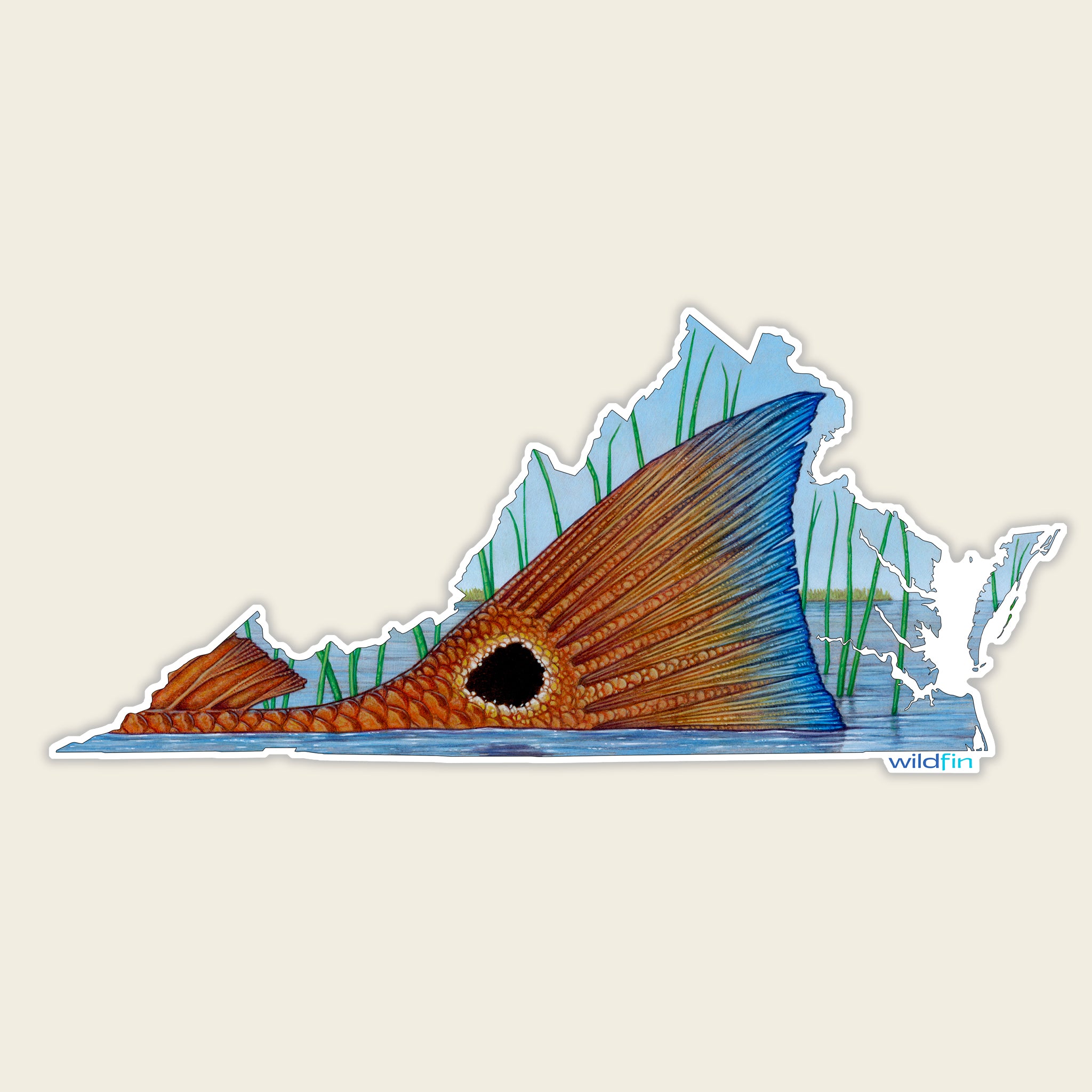 Virginia Redfish Tail Sticker – WildFin Fishing Co.