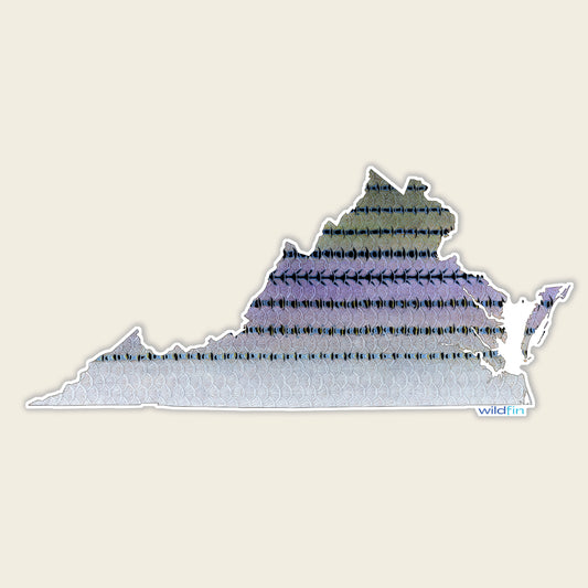 Virginia Striped Bass Flank Sticker